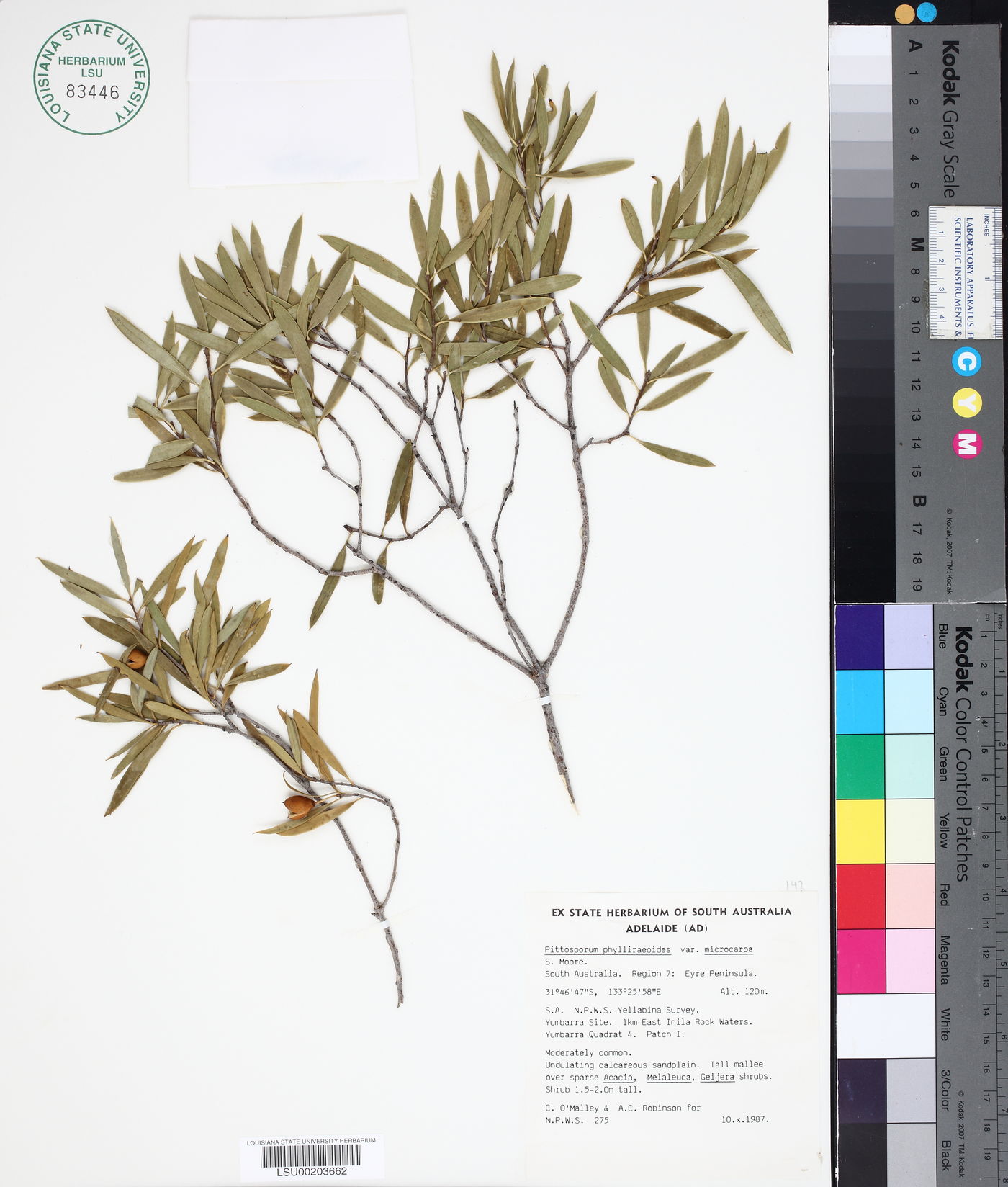 Pittosporum phylliraeoides image