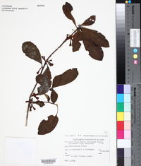 Image of Alseuosmia macrophylla