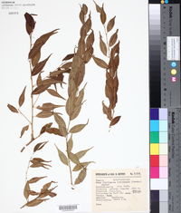 Phyllonoma laticuspis image