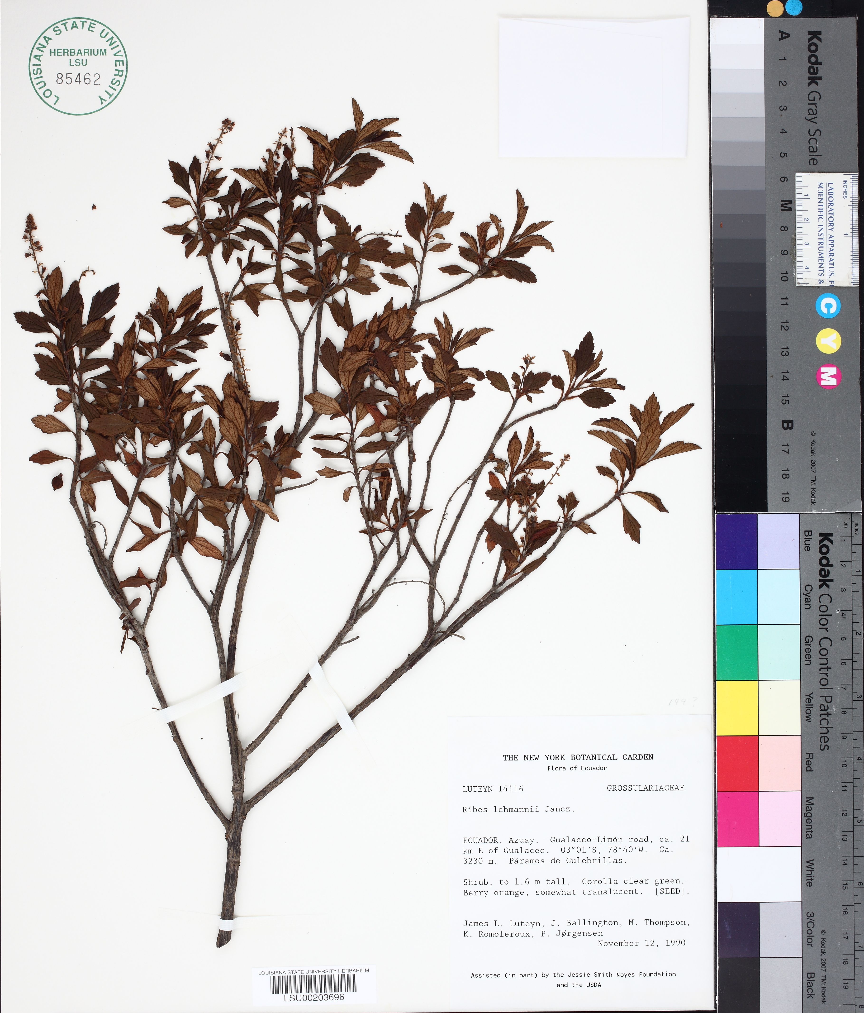 Ribes lehmannii
