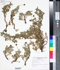 Acaena anserinifolia image