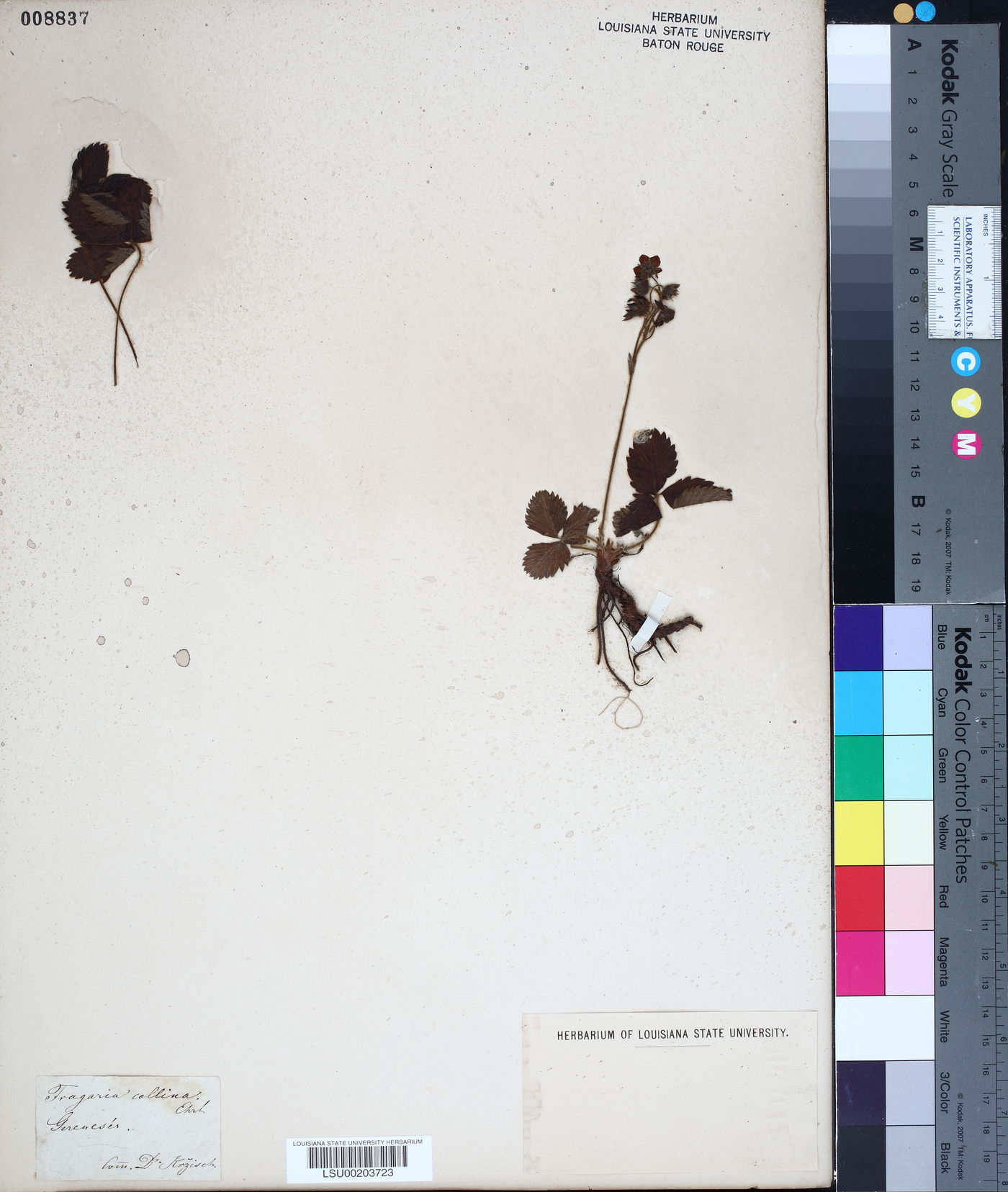 Fragaria viridis subsp. viridis image