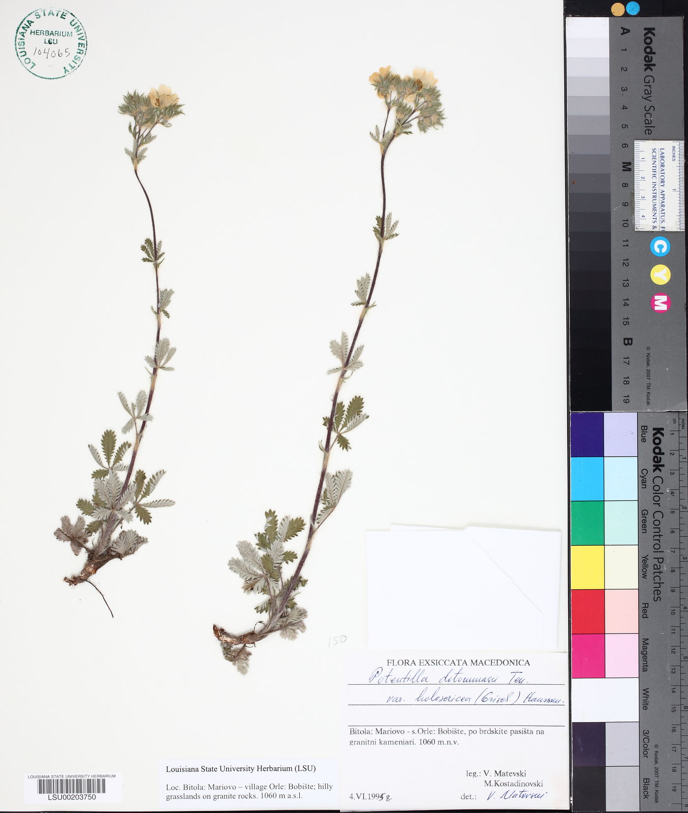 Potentilla detommasii image