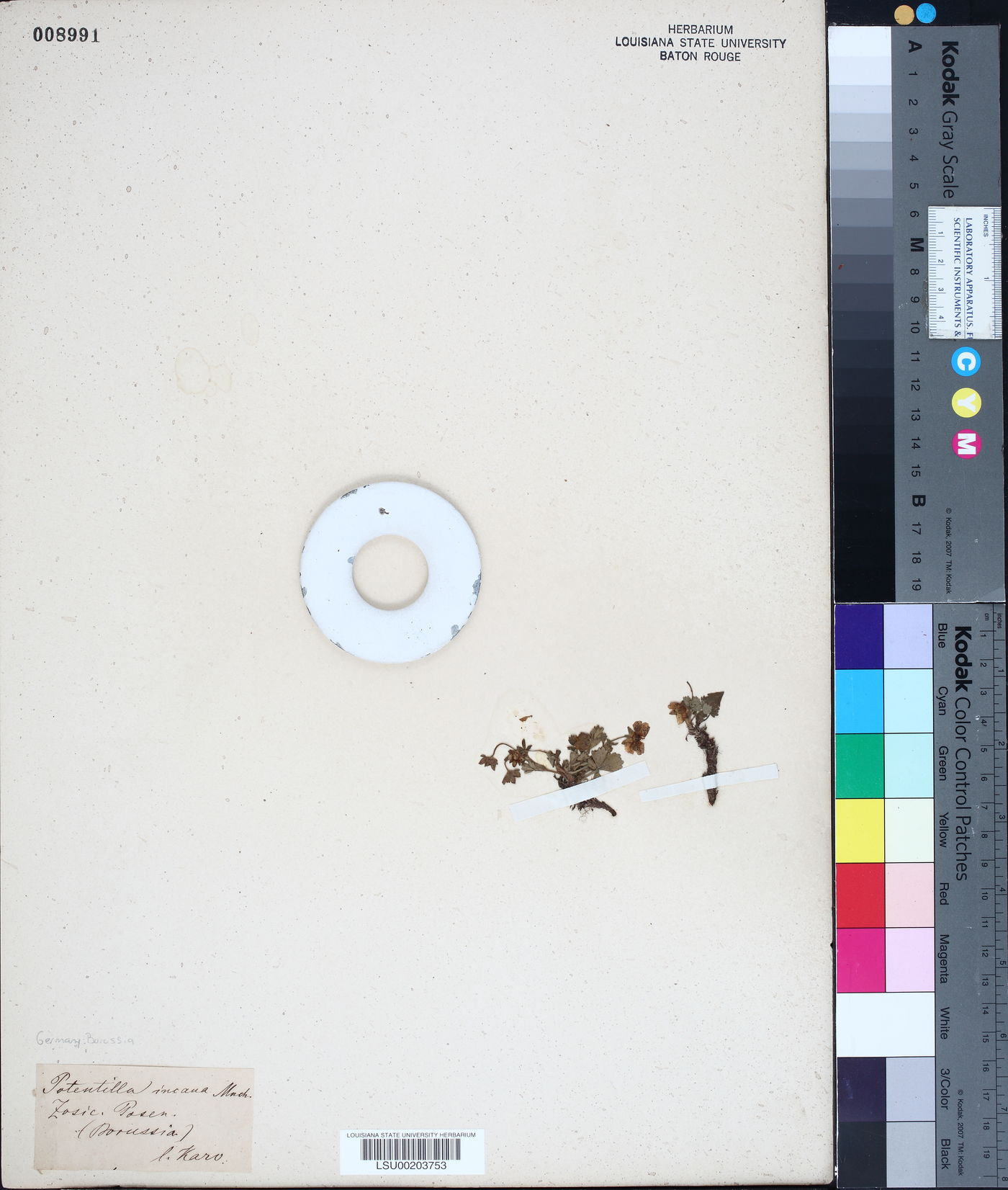 Potentilla incana image
