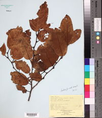 Prunus annularis image