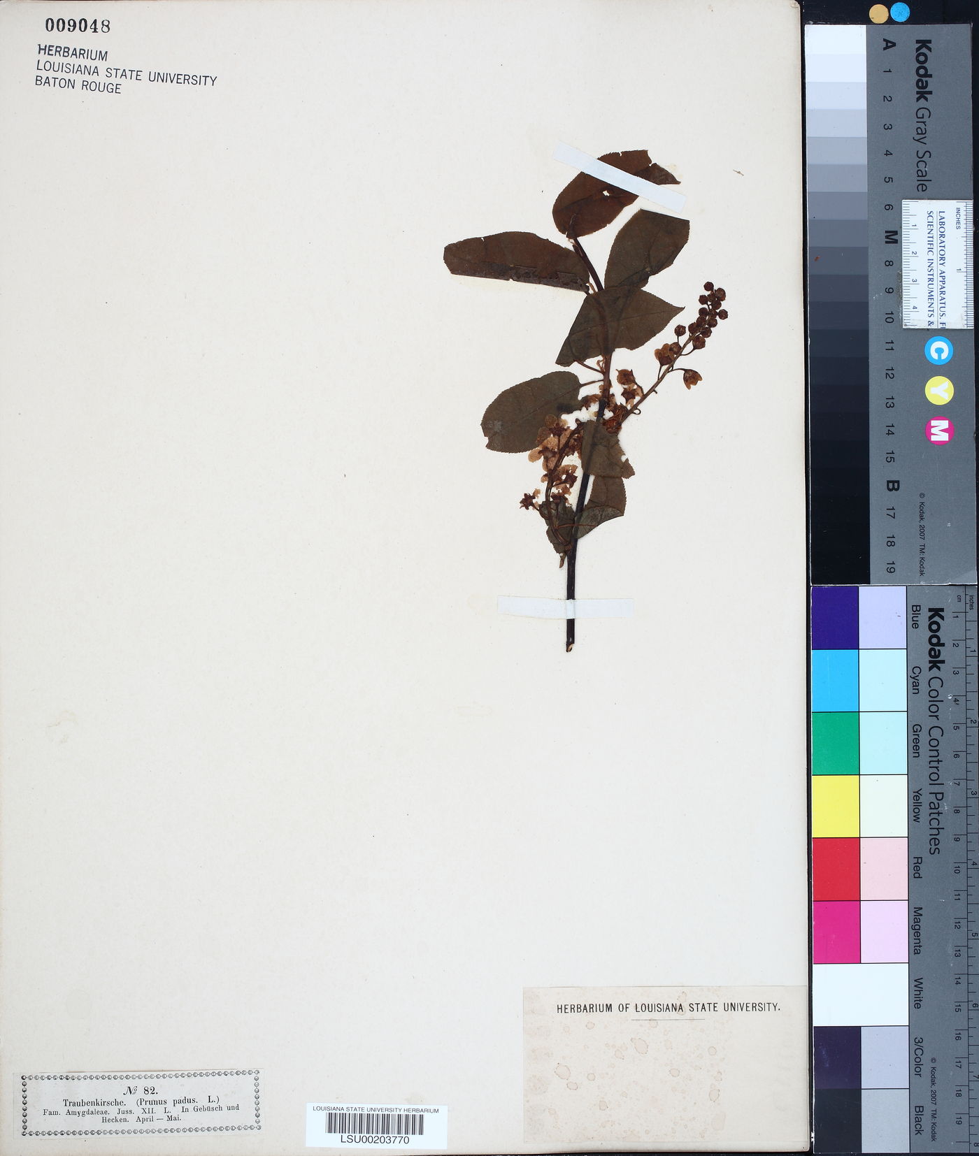 Prunus padus image