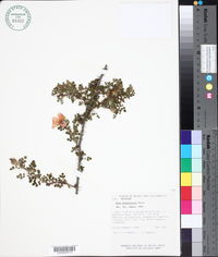 Rosa minutifolia image