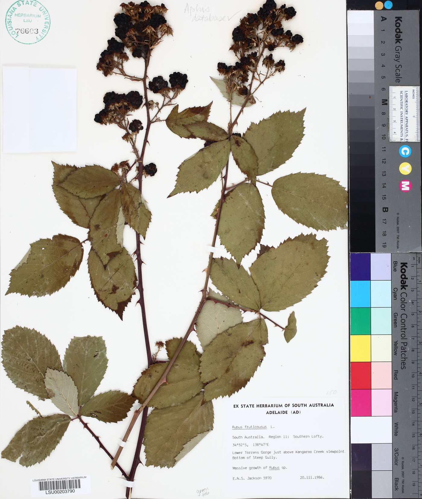 Rubus fruticosus image