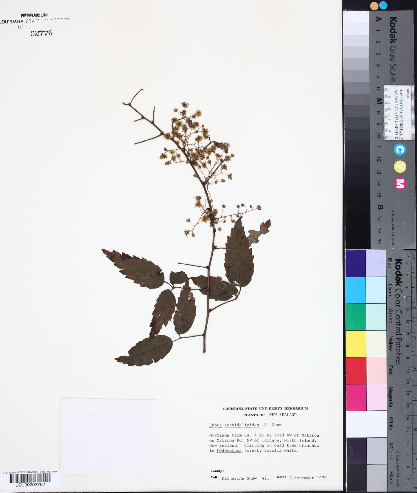 Rubus schmidelioides image