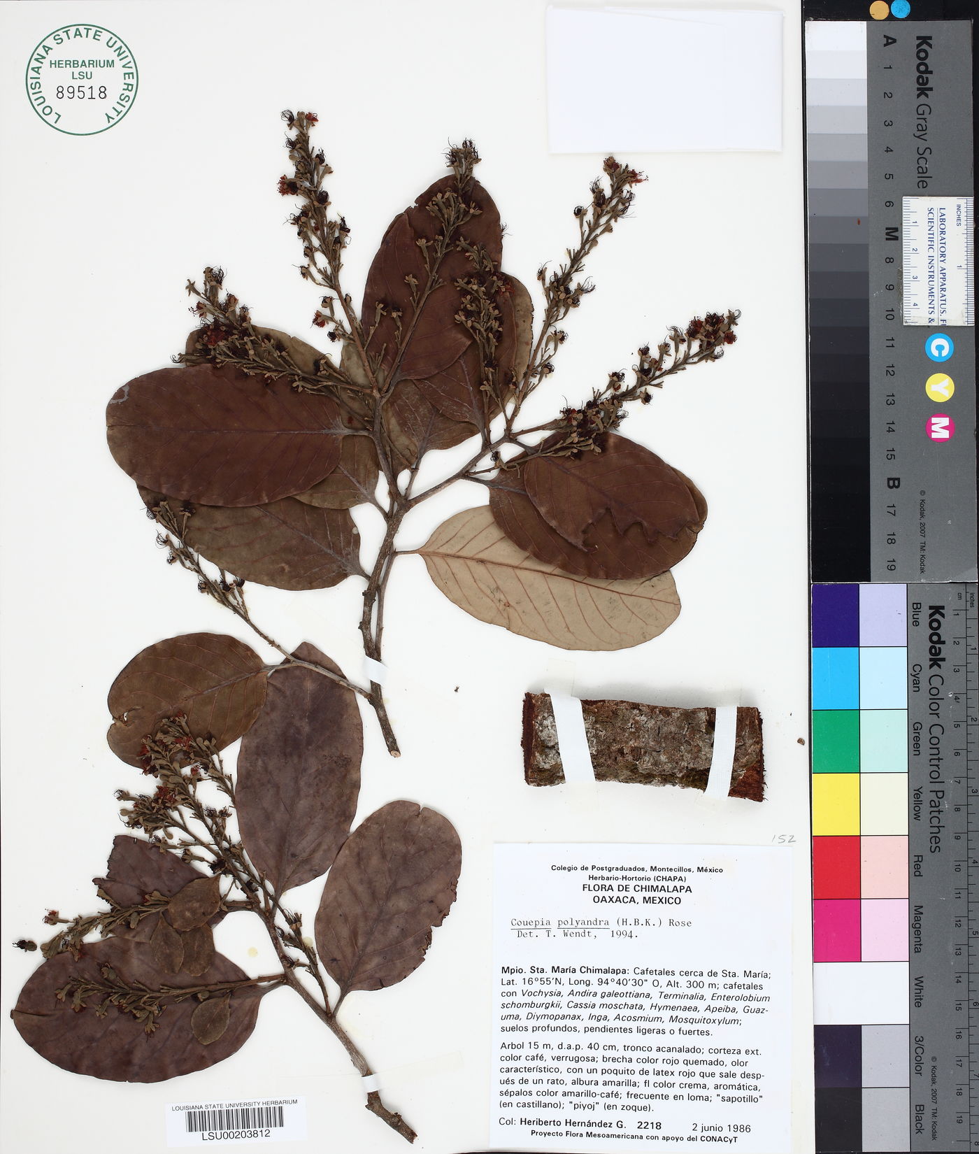 Couepia polyandra image