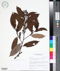 Couepia guianensis image