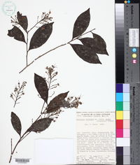 Hirtella triandra subsp. media image