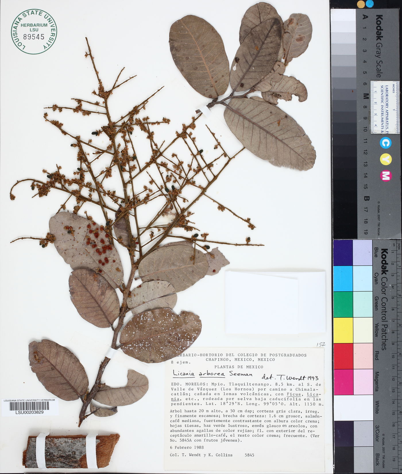 Licania arborea image