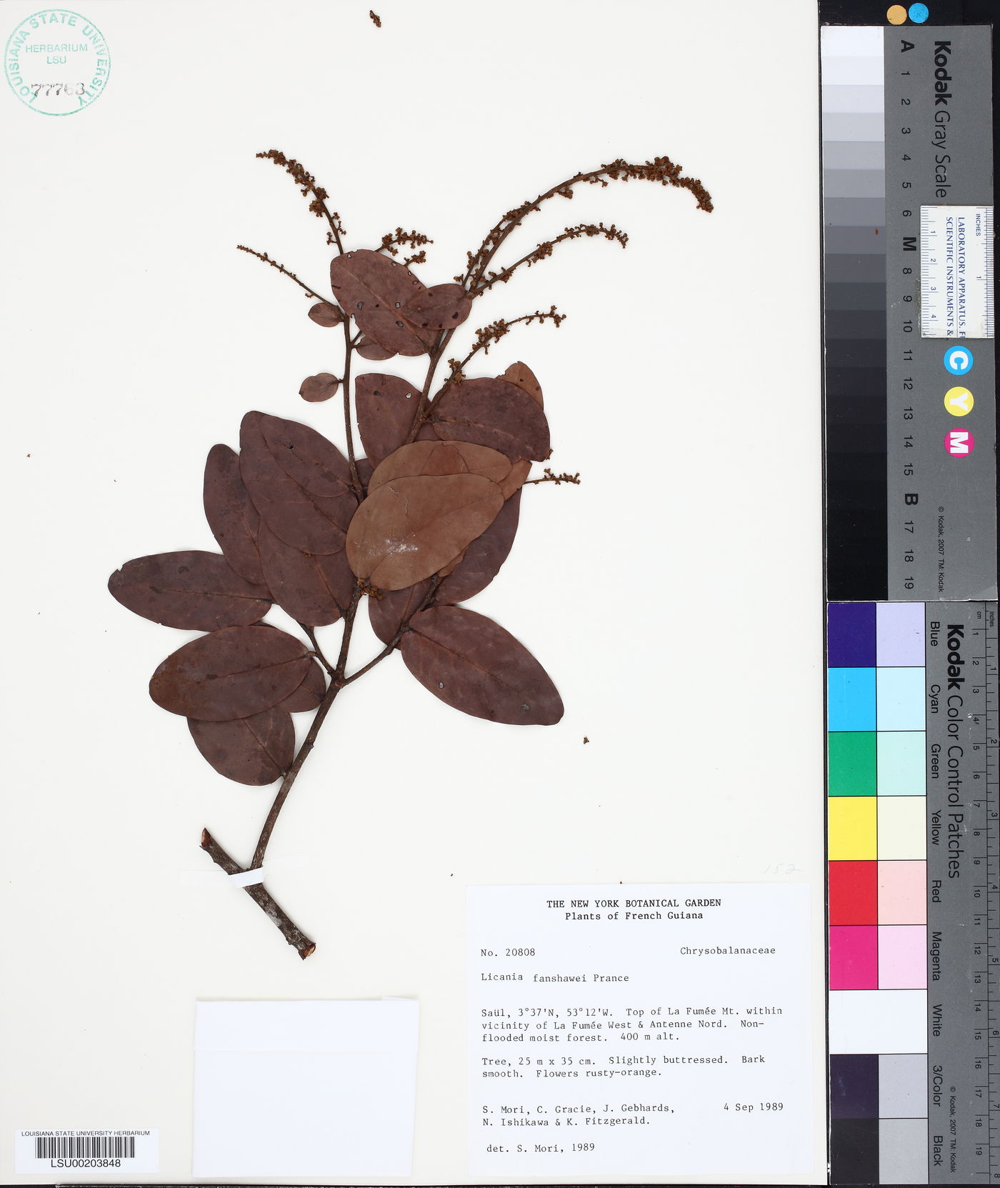 Licania fanshawei image