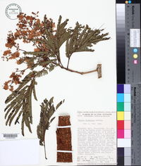 Acacia glomerosa image