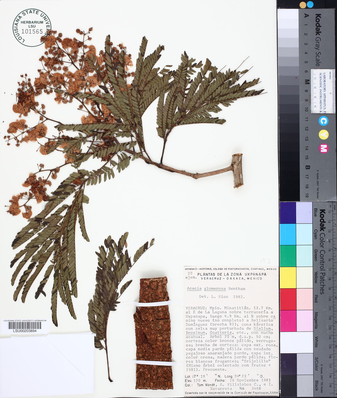 Acacia glomerosa image