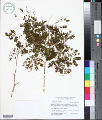 Acacia retusa image