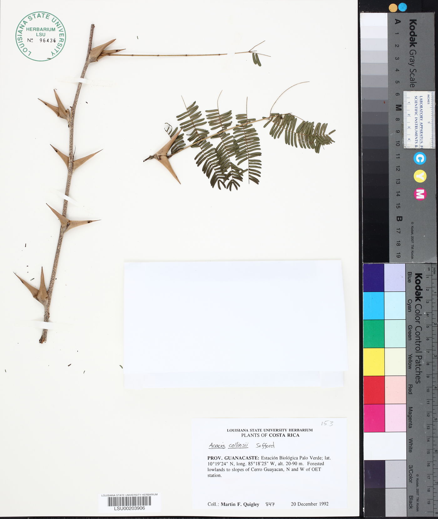 Acacia collinsii image