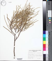 Image of Acacia calcicola