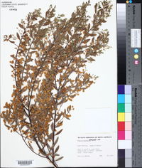 Acacia brachybotrya image
