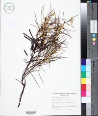 Acacia calamifolia image