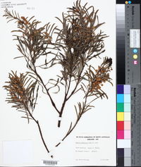 Acacia calamifolia image