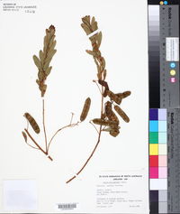 Acacia dictyophleba image