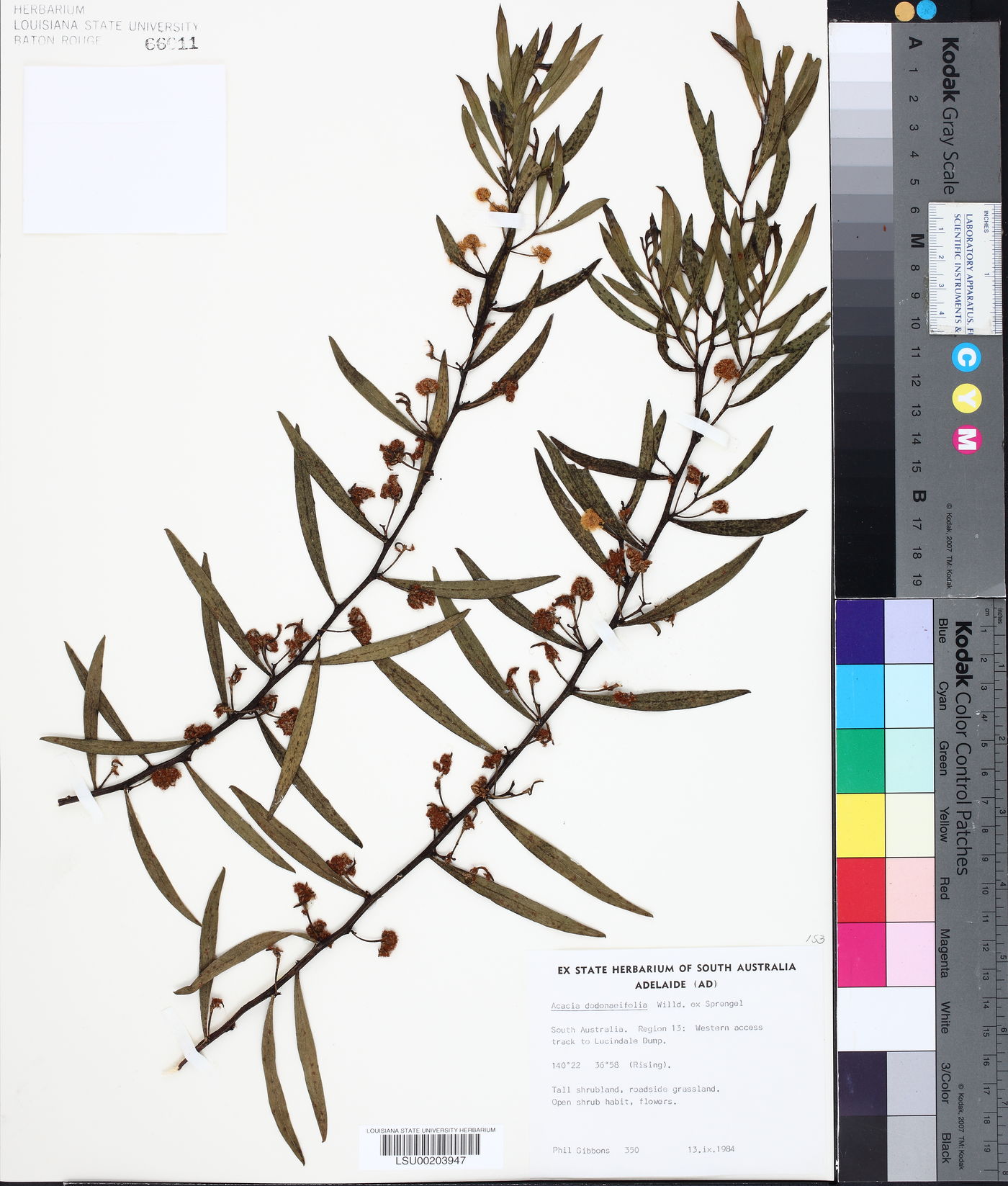 Acacia dodonaeifolia image
