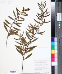 Acacia dodonaeifolia image