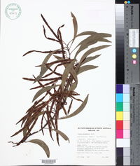 Acacia leiophylla image