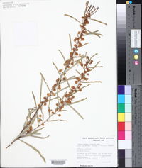 Acacia ligulata image