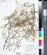Acacia ligulata image