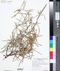 Acacia ligulata image