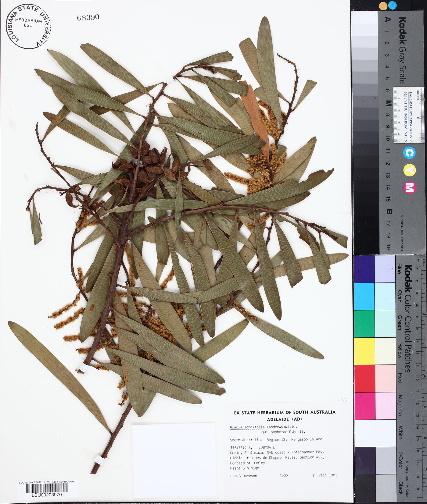 Acacia longifolia subsp. sophorae image
