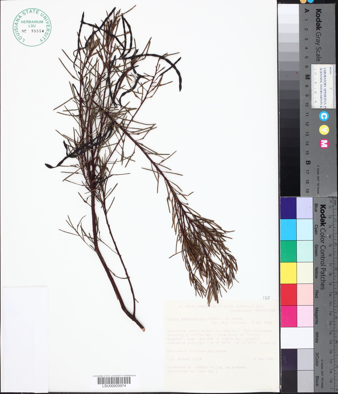 Acacia nematophylla image