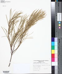 Acacia papyrocarpa image