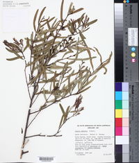 Acacia oswaldii image