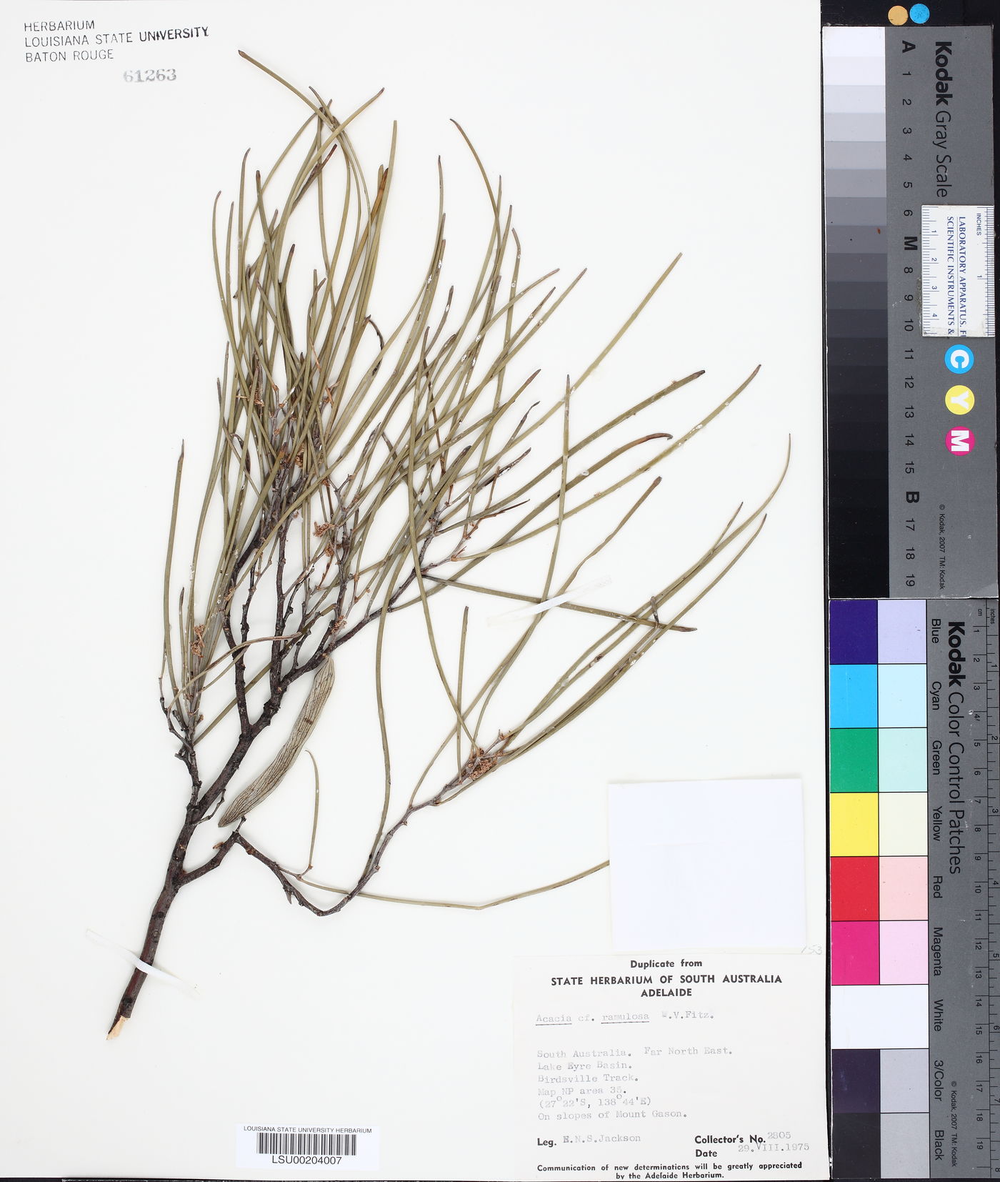 Acacia ramulosa image