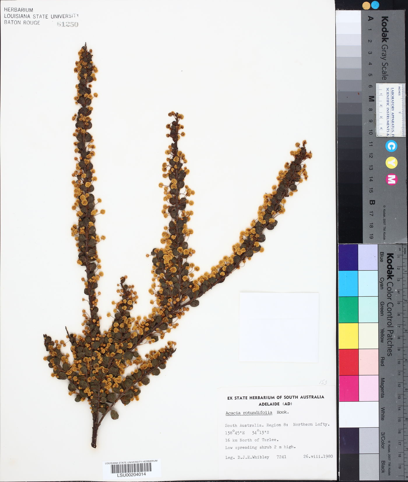 Acacia rotundifolia image