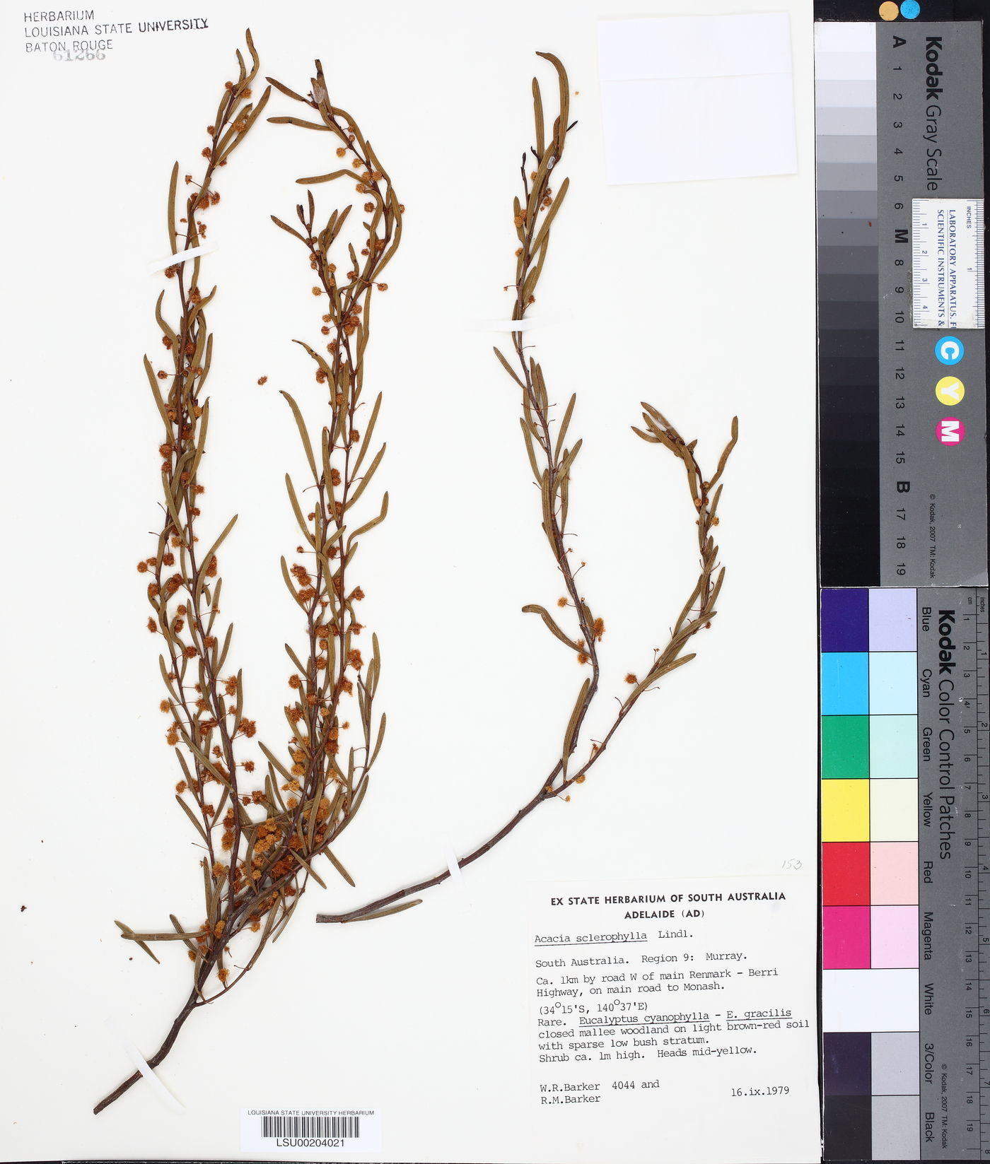 Acacia sclerophylla image