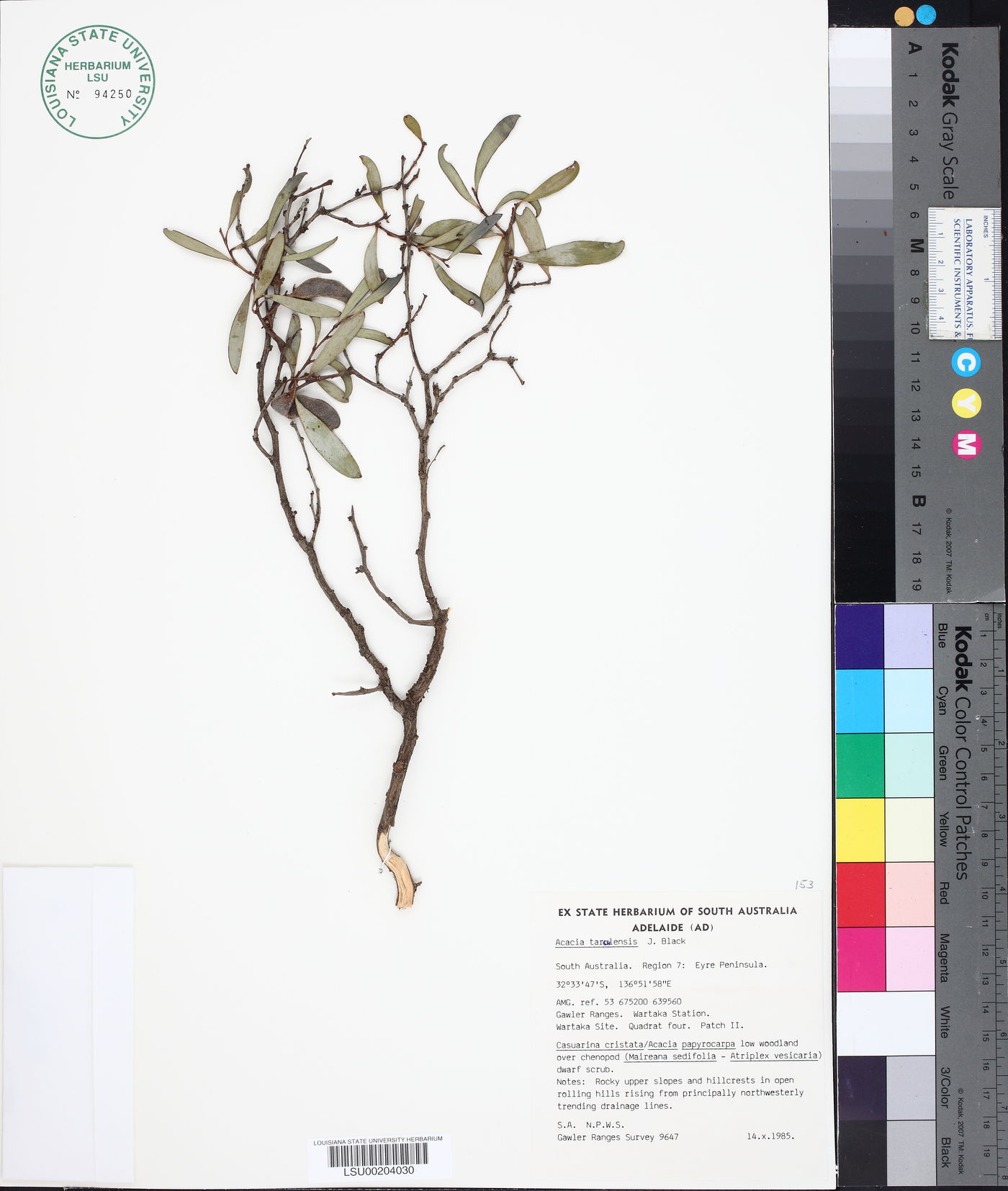 Acacia tarculensis image