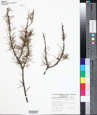 Acacia tetragonophylla image