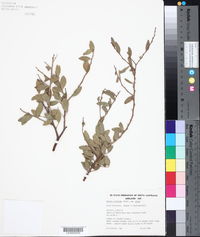 Image of Acacia victoriae