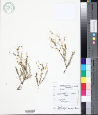 Image of Adenocarpus boudyi