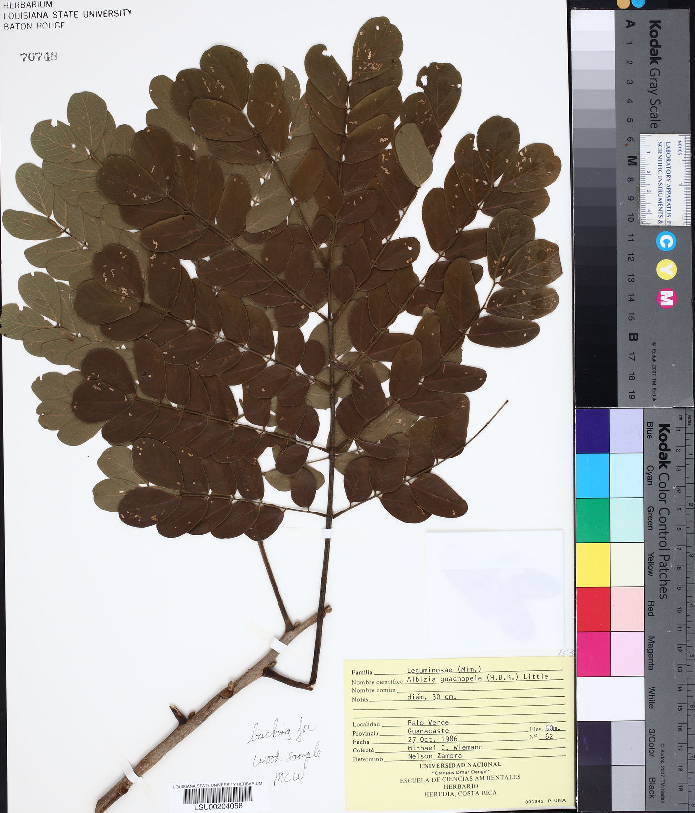 Albizia guachapele image