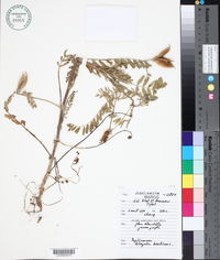 Astragalus baeticus image