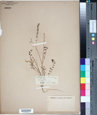 Astragalus hamosus image