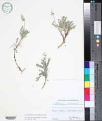 Astragalus vesicarius image