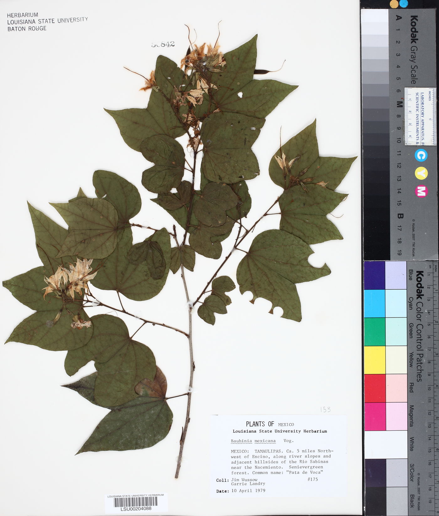 Bauhinia mexicana image