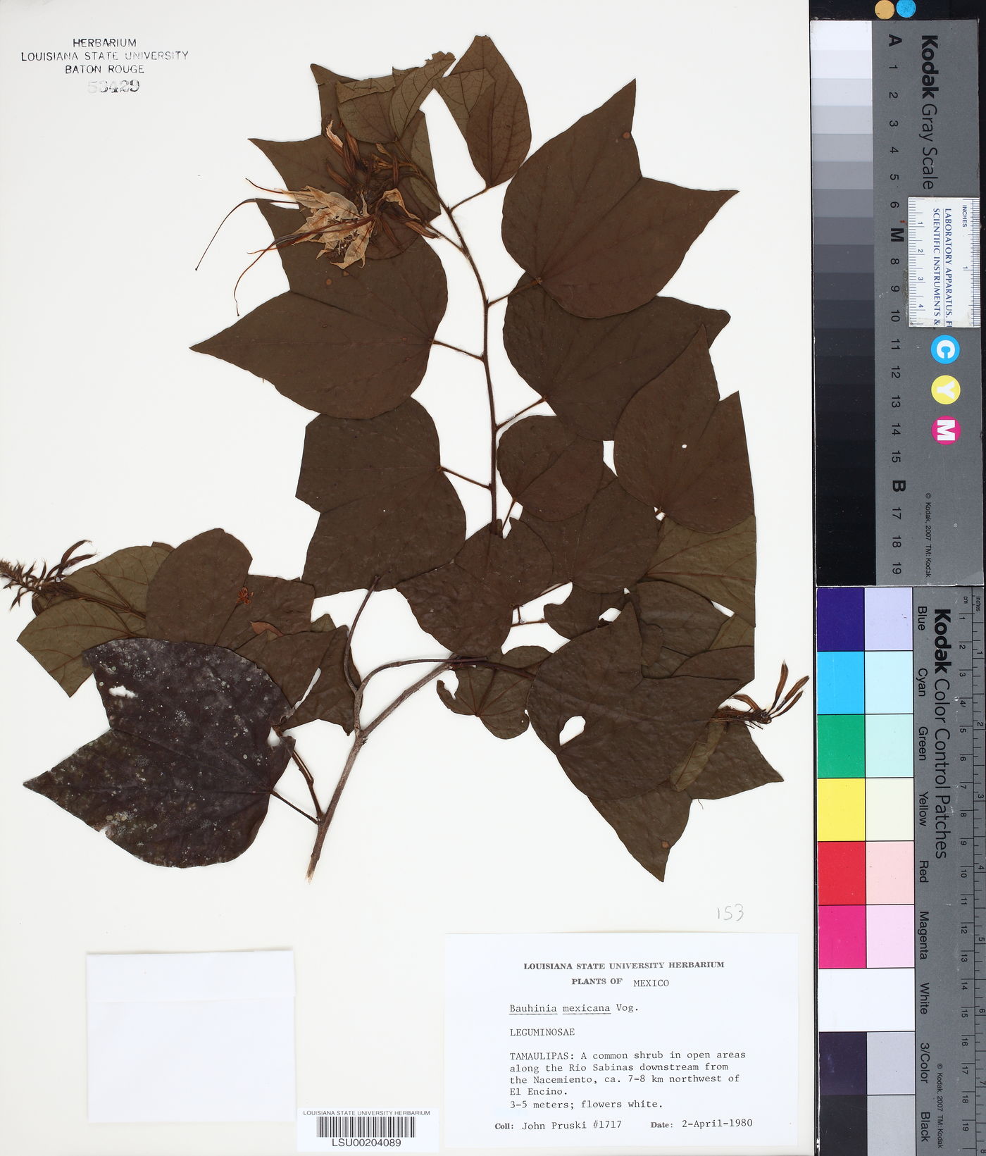 Bauhinia mexicana image